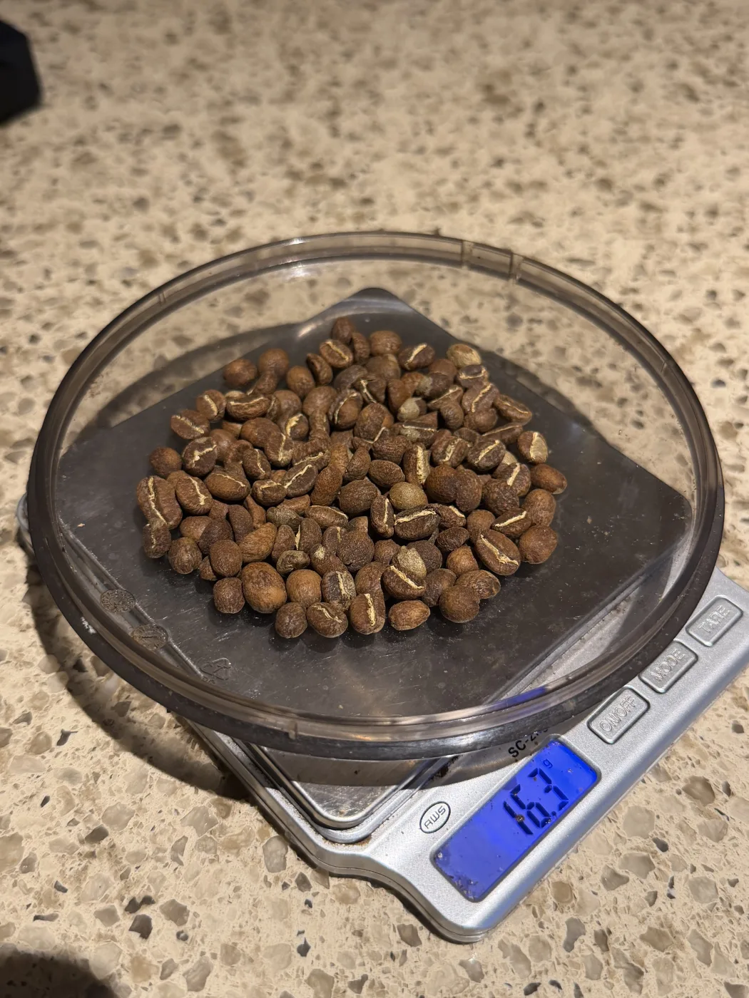 16.3 grams of light roasted whole beans in a tray on a small digital scale, pale tan with silverskin still visible in the center cut of most of the beans.