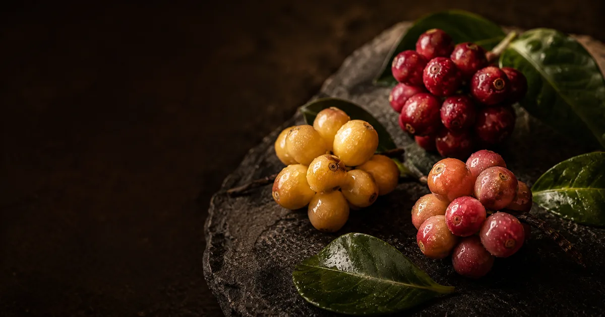 Coffee Varieties Explained: Bourbon, Typica, Gesha & More